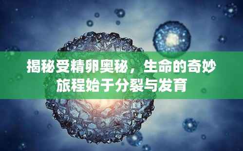 揭秘受精卵奥秘,生命的奇妙旅程始于分裂与发育