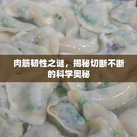 肉筋韧性之谜,揭秘切断不断的科学奥秘