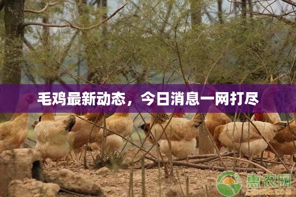 毛鸡最新动态,今日消息一网打尽
