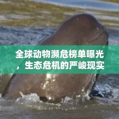 全球动物濒危榜单曝光，生态危机的严峻现实揭秘