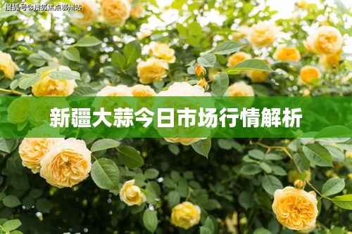 新疆大蒜今日市场行情解析